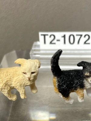 Junge Katzen