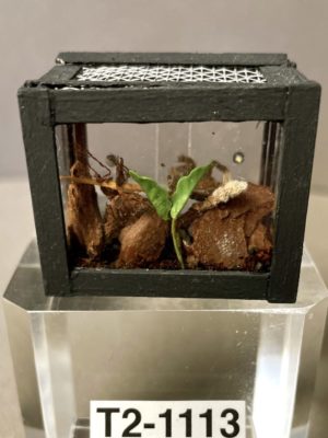 Spinne im Terrarium