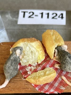 Ratten im Brot