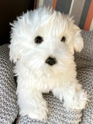 Maltese Doc