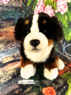 Berner Sennenhund Welpe