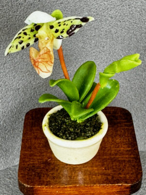 Miniatur Orchidee  5-6 cm hoch
