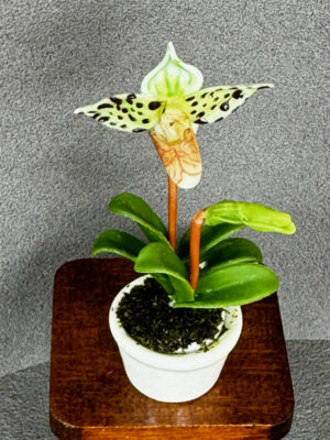 Miniatur Orchidee 5-6 cm hoch