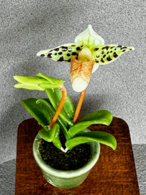 Miniatur Orchidee 5-6 cm hoch