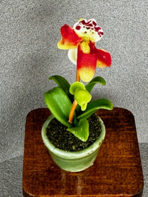 Miniatur Orchidee 5.6 cm hoch
