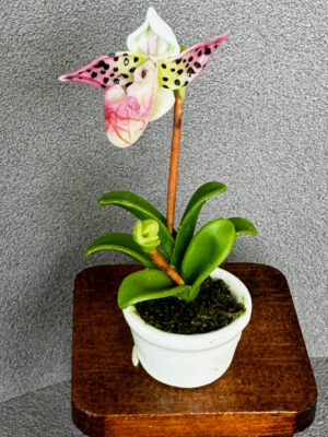 Miniatur Orchidee 5-6 cm hoch