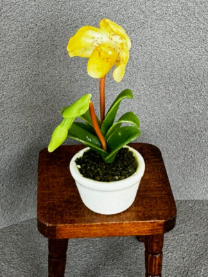 Miniatur Orchidee 5-6 cm hoch