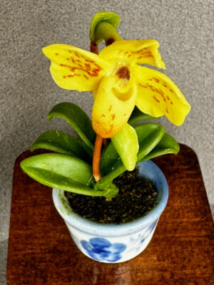 Miniatur Orchidee 5-6 cm
