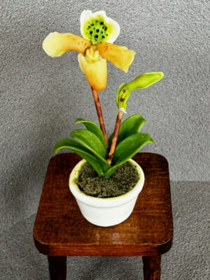 Miniatur Orchidee 5-6 cm hoch