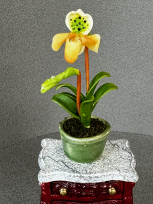 Miniatur Orchidee 5-6 cm hoch